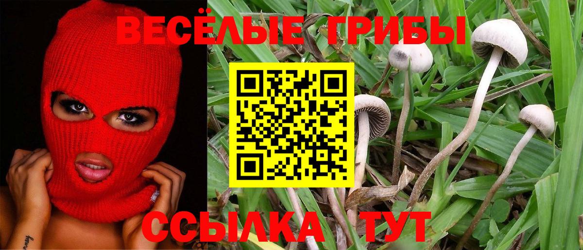 Галлюциногенные грибы прущие грибы  Вход с VPN  Отрадный 